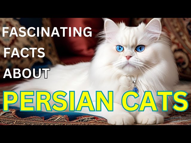 FASCINATING FACTS ABOUT PERSIAN CATS #Persiancatlovers