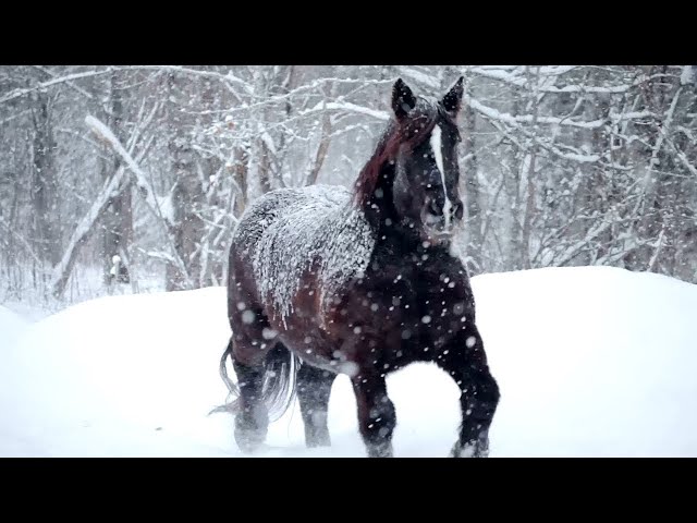 Celtic Indie Folk Music Winter Realms,  Beautiful Peaceful Celtic Music, "The Great Northern Pines"