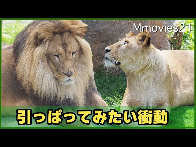 大事なタテガミに触れられ一瞬かたまるライオン オリトとイオの恋模様~Young couple of Lions