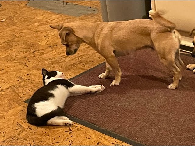 Visitor pup Spats & rescue kitten Magpie have some, get to know you time