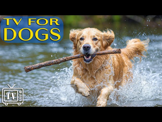 Dog TV: Calming Music for Dogs - All-New Anxiety Relief & Entertainment for Dogs with Video for Dogs