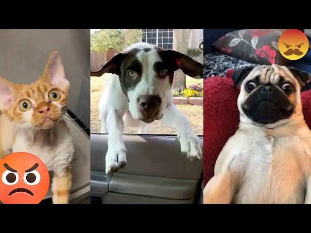 CUTE ANIMALS-FUNNY VIDEOS With Cats, DOGS 🐾 FUNNY ANIMALS Videos moments 2025,🤫🐶 FUNNY cute kittens