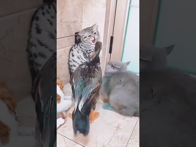 The poor cats bullied by the duck