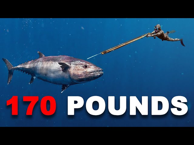 Spearfishing GIANT Dogtooth Tuna... 90 ft. Deep