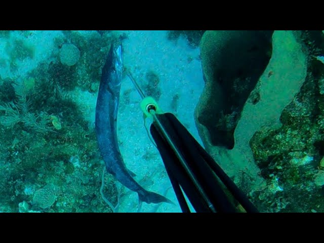 spearfishing for food | in bad weather | lion fish catch