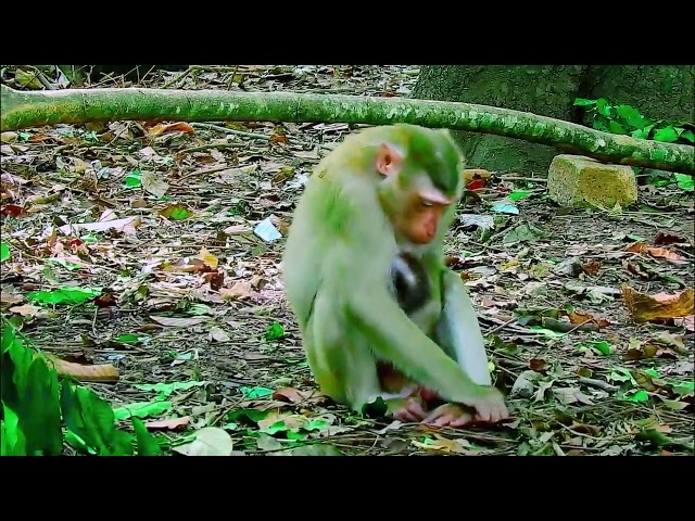 monkey funny video, bibi is very hospitable, cute baby monkey, monkey funny video