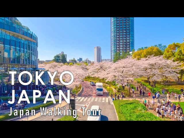 Walking through Tokyo, Japan with cherry blossoms blooming 4K 60fps HDR