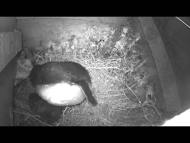 Phillip Island Nature Parks burrow cam - Penguin with 5 day old chick