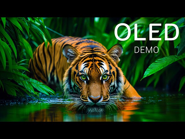 Wild Animals OLED Demo HDR 8K Ultra HD Dolby Vision 60fps - The Colors of Nature