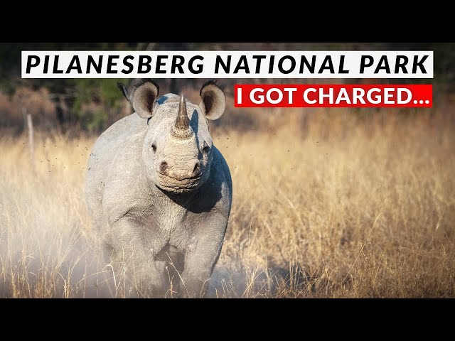 Pilanesberg National Park | One Day Solo Safari