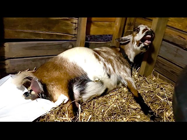 It WASN’T Easy! [Miniature Goat Labor & Delivery]