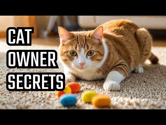 Secrets Every New Cat Owner Should Know: Your Ultimate Guide to Feline Happiness 🐾