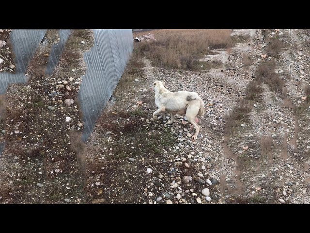 A terribly emaciated with a tumor, was taken out and left in the field. She cried when she met us