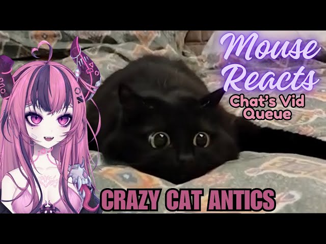 Mouse Reacts to Crazy Cat Antics