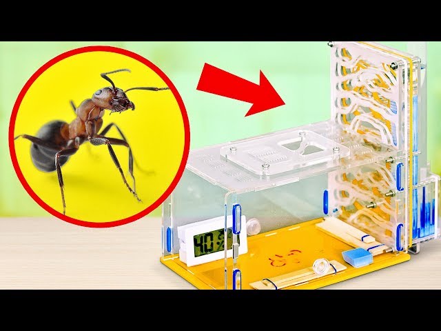 How to Build an ANT FARM AT HOME