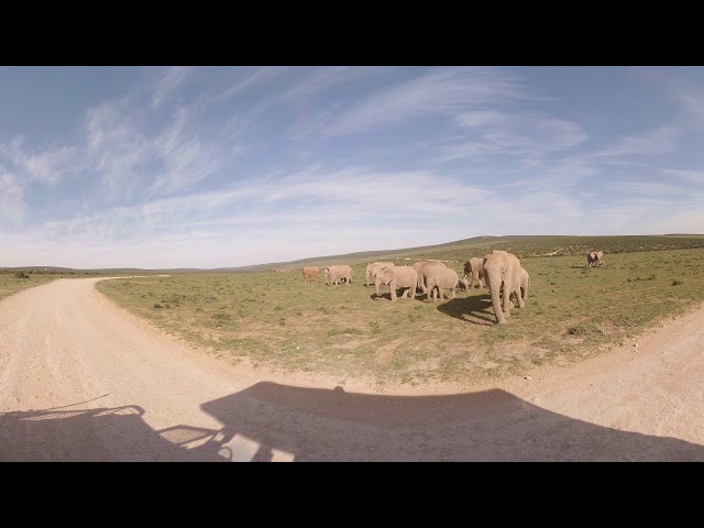 360 VR Video of ADDO , Nomad Africa Adventure Tours - South Africa