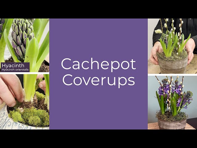 Dress Up Plants with a Cachepot 🌷🪴 Spring Container Design Tips #springdecor  #containergardening