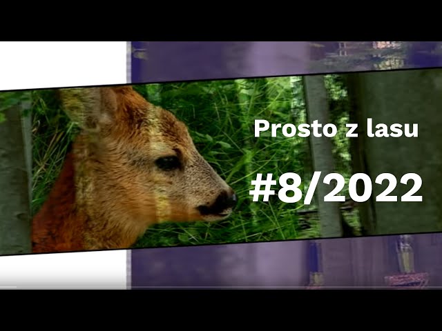 Prosto z lasu |08 2022|