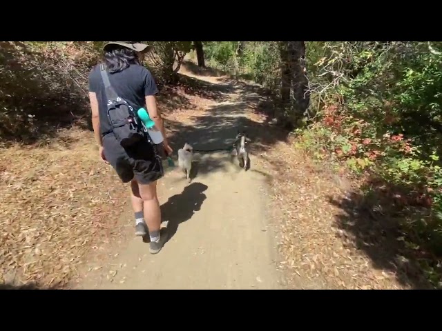 Park requires dogs on leash