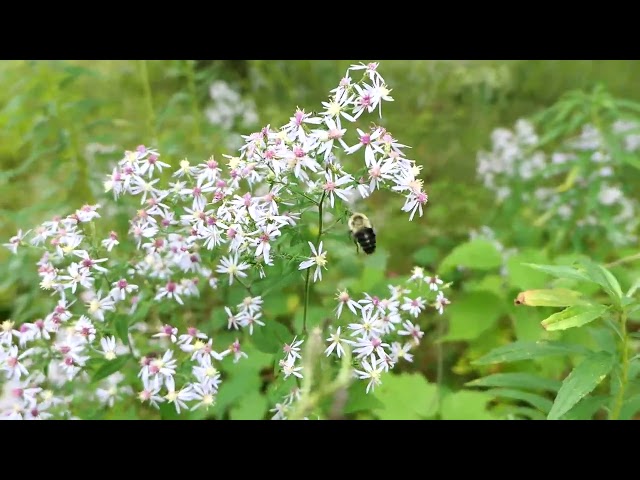 Bumble Bees Feeding on Fall Aster