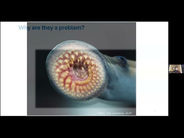 Sea Lamprey Control in the Great Lakes (Winter Wildlife Webinar Series 2025)