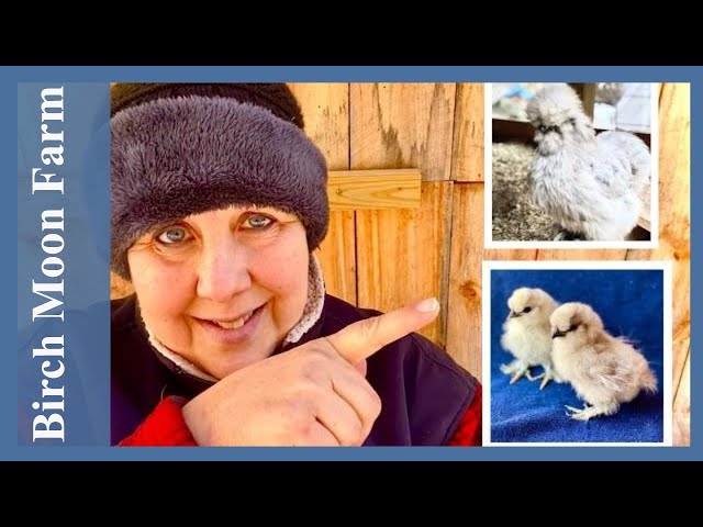 Chicken Breeding Pens | Setting Them Up And Choosing My Best Chickens