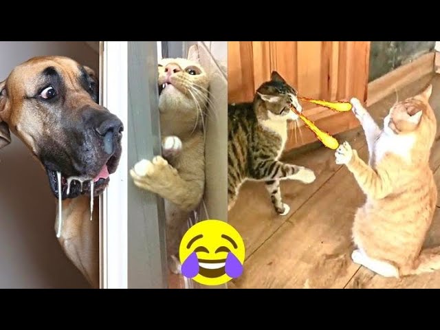 🤣 funny Cat and Dog video.Millions Have Laughed! The Most Amazing and Funniest Pets! 🔥Prt-11