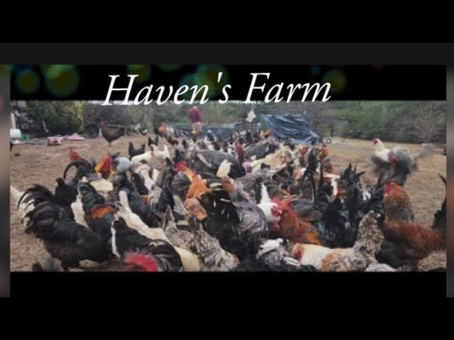 Rare UnCut Look At Raising Chickens Ducks Turkeys Guineas & Quail Free Range  !