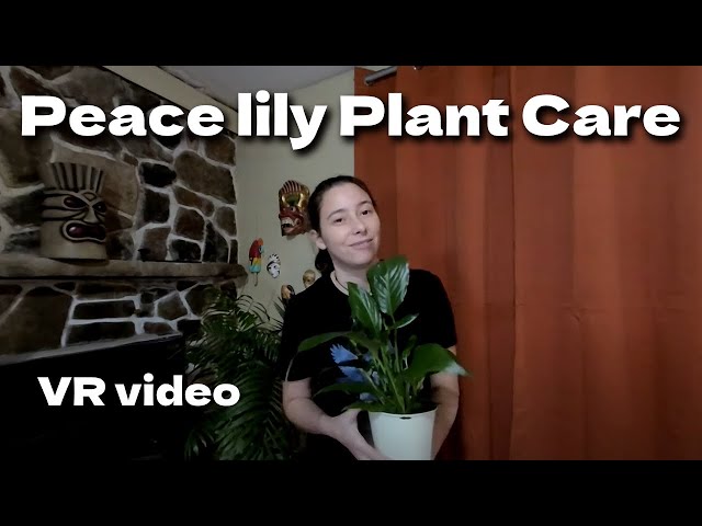 Peace lily Care, Plants VR video