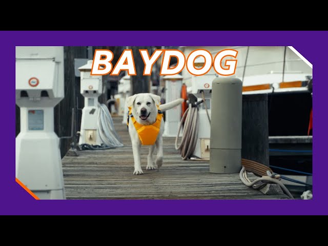 BAYDOG: A B2B Shipping Success Story Powered by FedEx