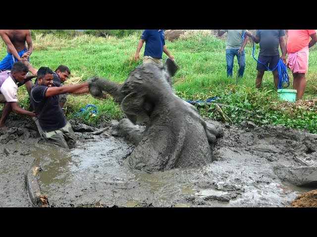 Baby Elephant starving in a Muddy PRISON