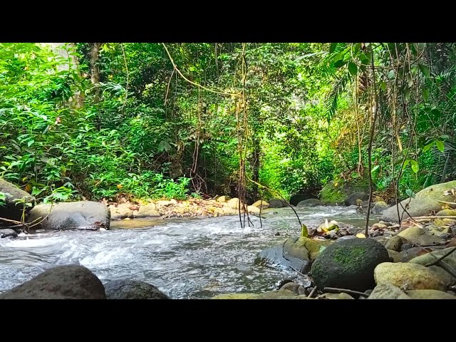 Sound of River Flowing in the Forest, Best Relaxing Sounds, Soothing ASMR