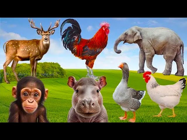 Farm Animal Moments In Peaceful: Dog, Monkey, Goose, Elephant, Hen, Hippo - Wild Animals