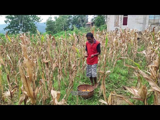 Hardworking Farmers Harvesting Corn | Traditional Farming & Sustainable Agriculture in Rural Fields