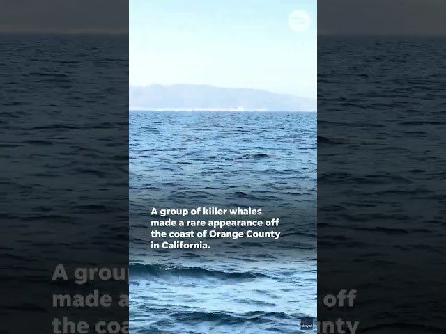 Rare orca pod of killer whales seen near California coast #Shorts