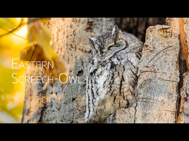 Cute Eastern Screech Owl (Adult Gray Morph) in his tree crannies | Birding in Canada