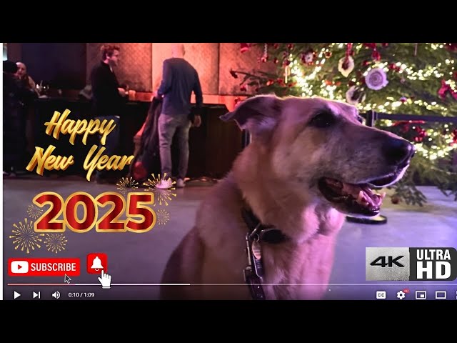 Dog Party Time: German Shepherd Dancing and Having Fun at the Nightclub! #germanshepherd #doglovers