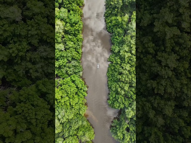 Mangrove tour 🇬🇹 #travel #guatemala #mangrove #voyage #vlog #nature #wild