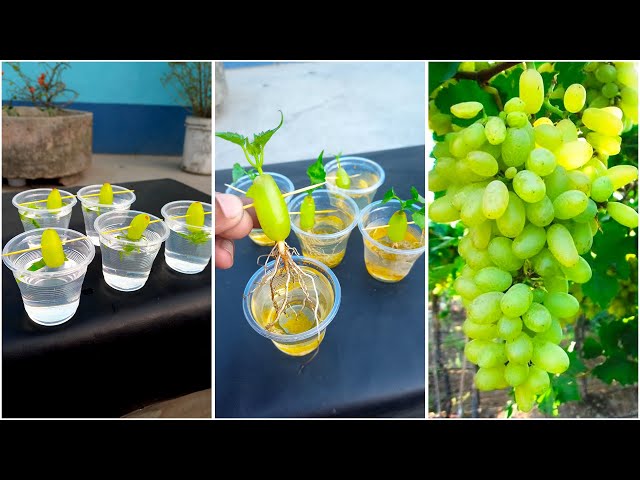 How to grow grape plant at home from fruits || Water method for planting