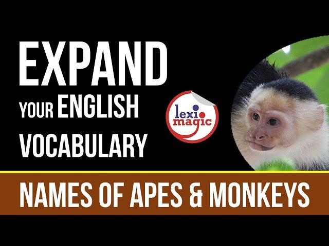 Names of Apes and Monkeys