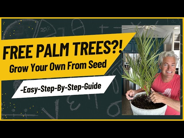 Free Palm Trees?!  Grow Your Own From Seed. -Easy-Step-By-Step-Guide