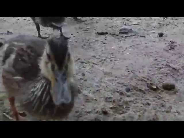 junge Enten füttern in Wesenberg