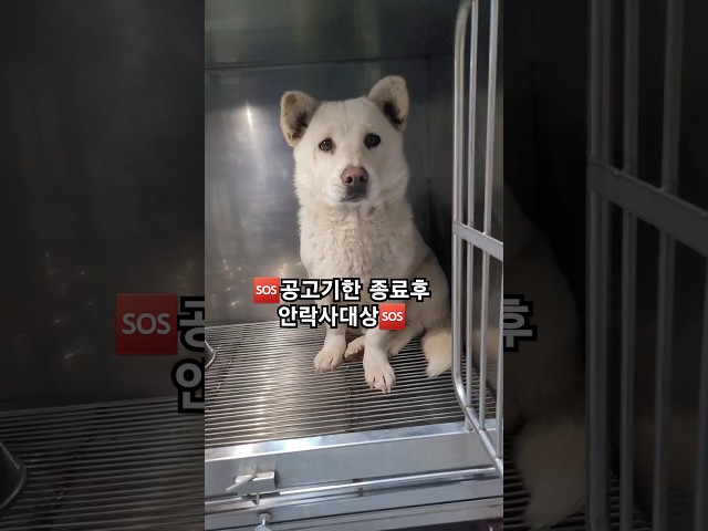 25_23 공고기한 종료후 안락사대상 #새로운가족을찾습니다 #helpshelter #lckd #lastchanceforkoreandogs #강아지 #유기견입양