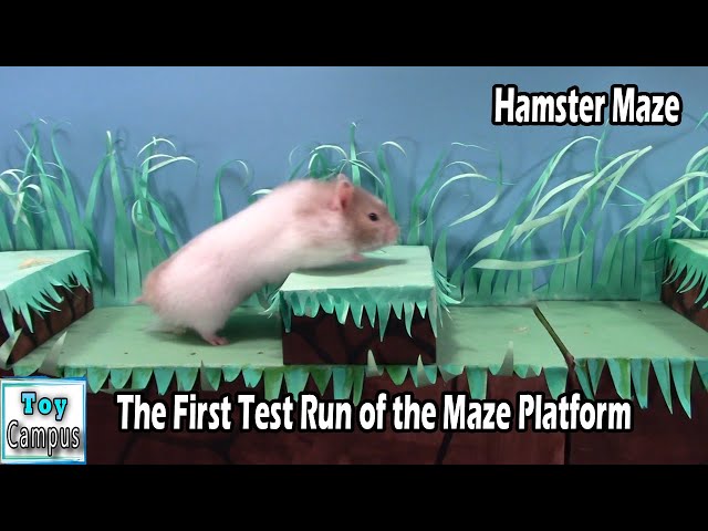 The First Test Run of the Maze Platform |  Hamster Maze and Puzzles Series