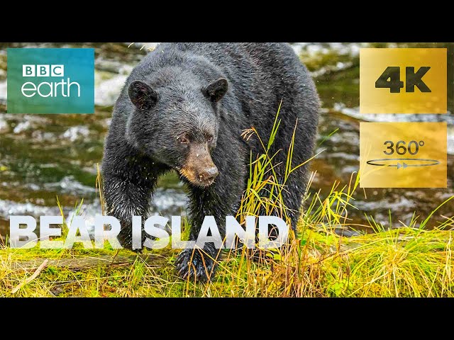 Bear Island in 360° 🐻 The story of a black bear | BBC Earth