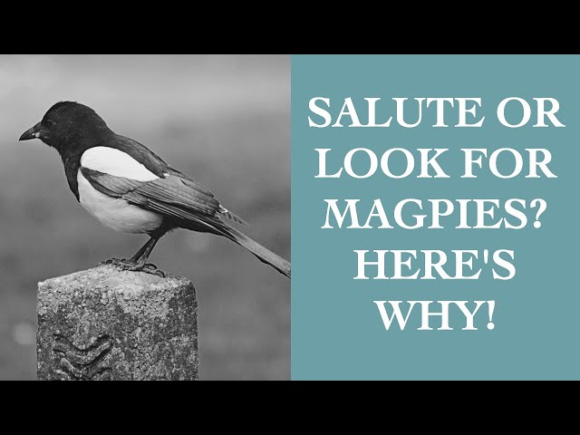 Magpies: Where Your Superstition Started & How To Stop I The Speakmans