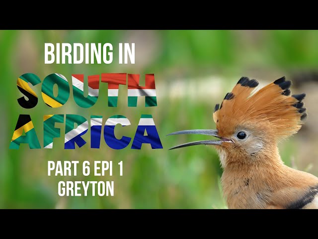 Birding in South Africa Part 6 Episode 1 Greyton