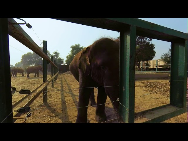 Meet the Most Majestic Creatures of the Wild in Agra's Elephant Sanctuary VR 180 3D Experience