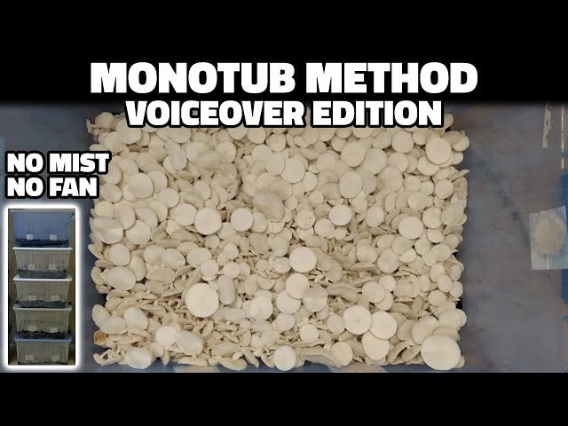 Grow Mushrooms at Home with the Monotub Tek (Voiceover)