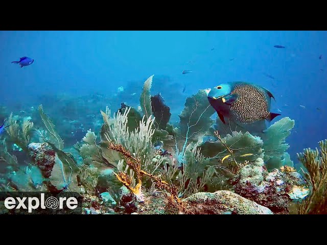 Utopia Village Top-of-Wall Underwater Reef Cam powered by EXPLORE.org